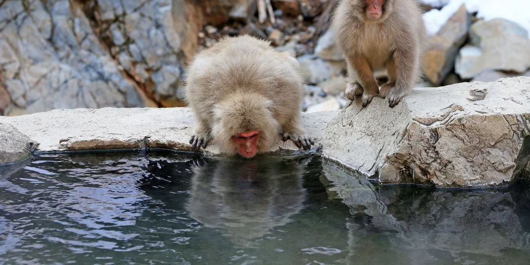 onsen.webp